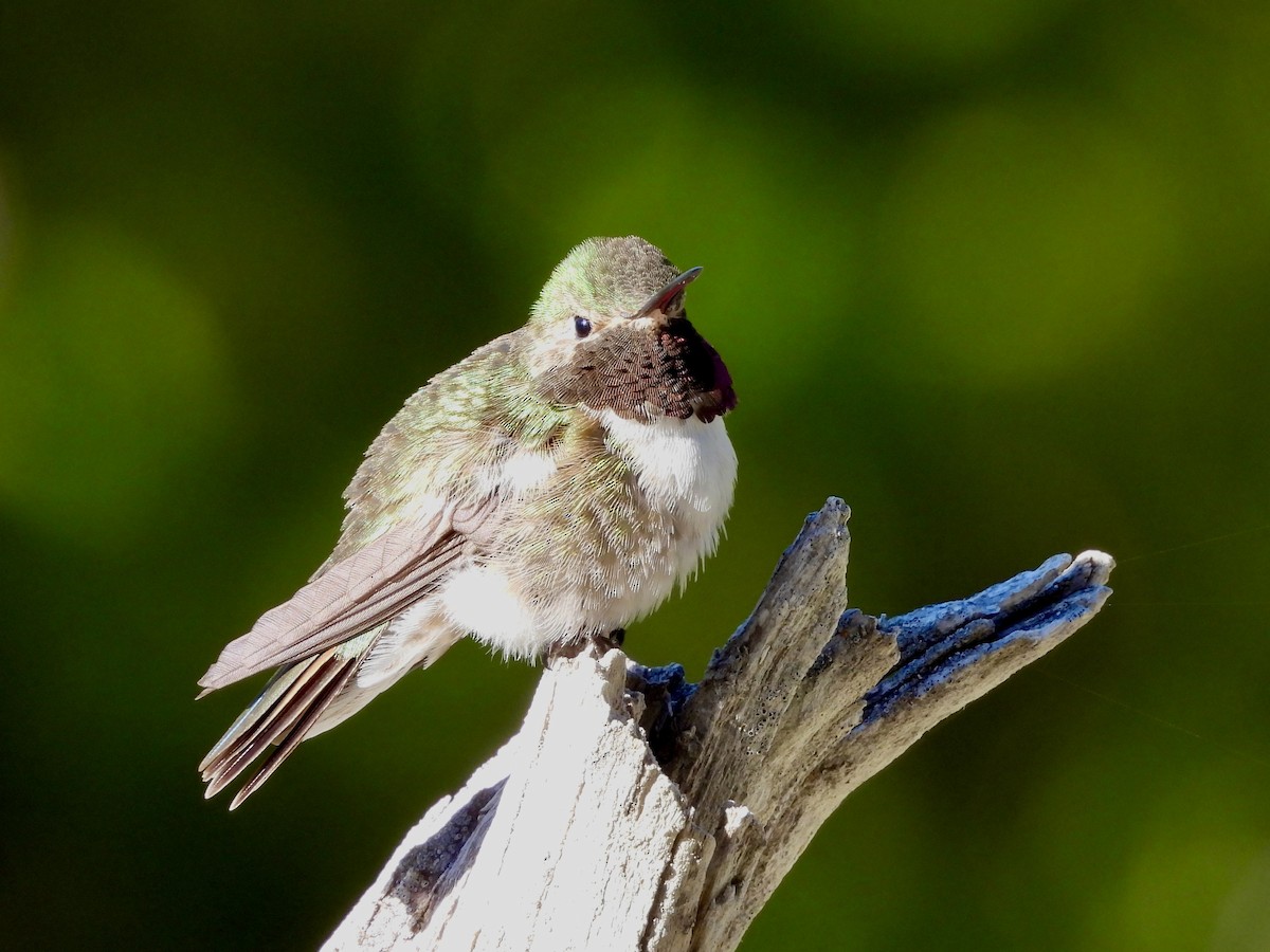 Broad-tailed Hummingbird - ML619866622
