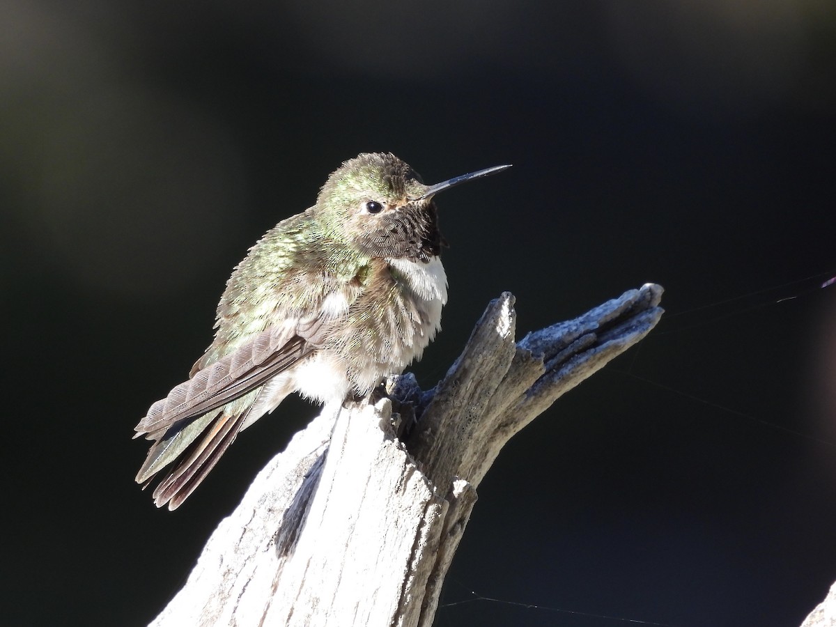 Broad-tailed Hummingbird - ML619866628