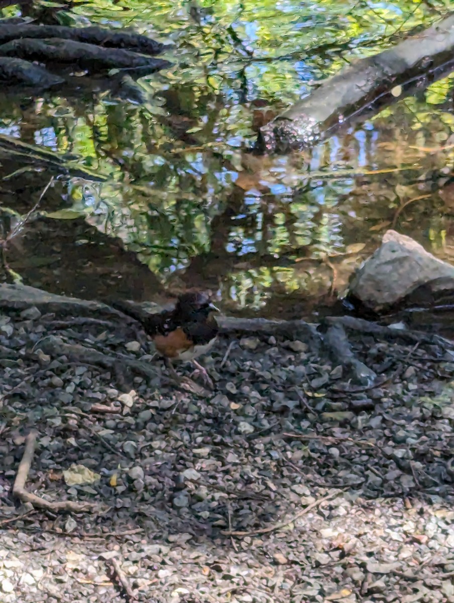 Spotted Towhee - Huck Dixon