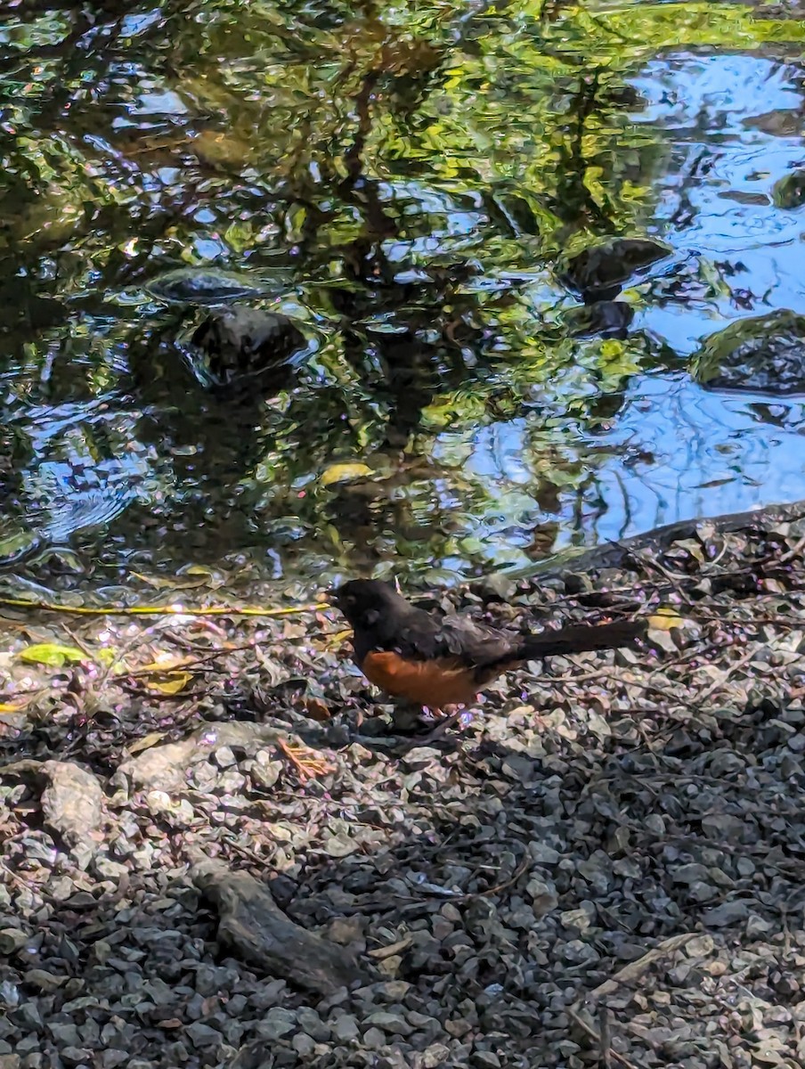 Spotted Towhee - ML619866636