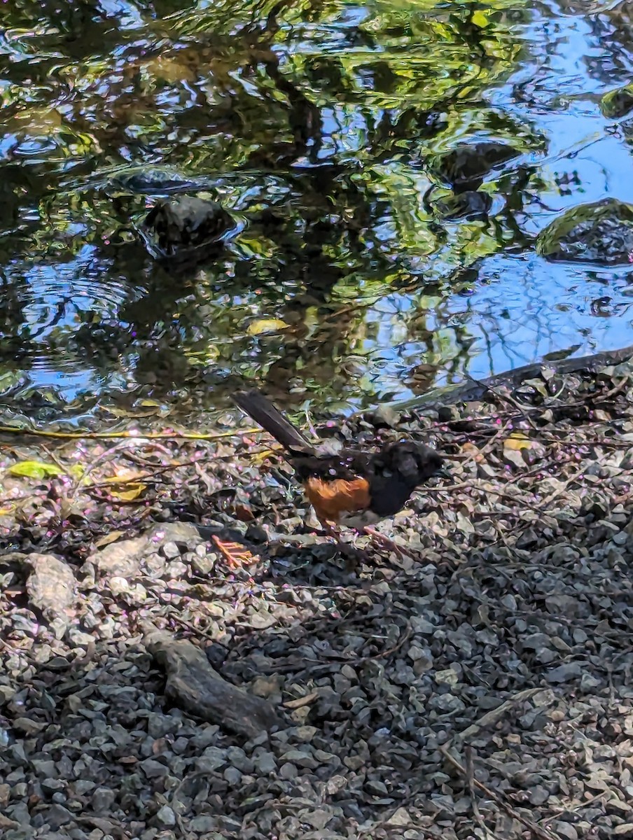 Spotted Towhee - ML619866637
