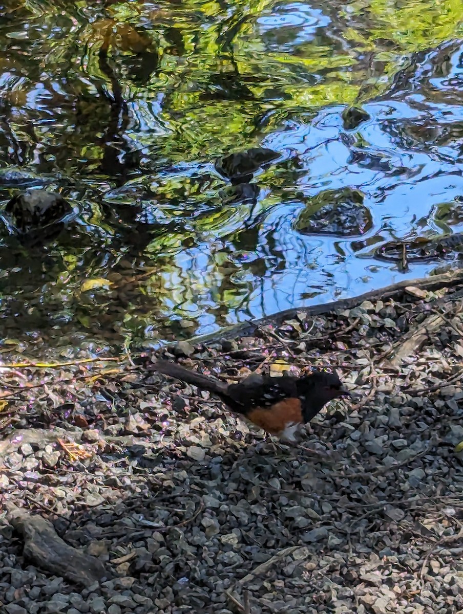 Spotted Towhee - ML619866638