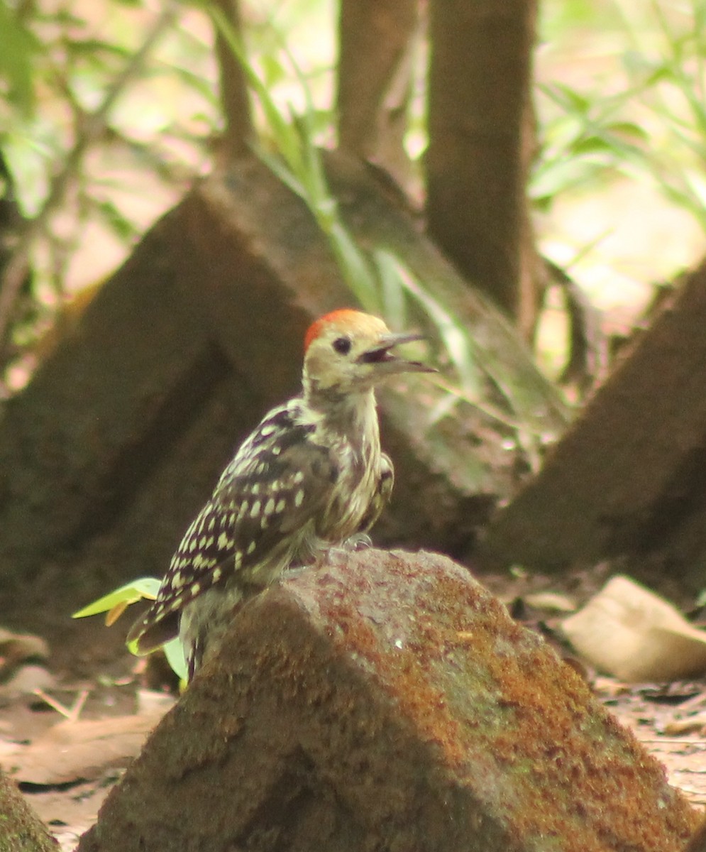 Yellow-crowned Woodpecker - ML619866643