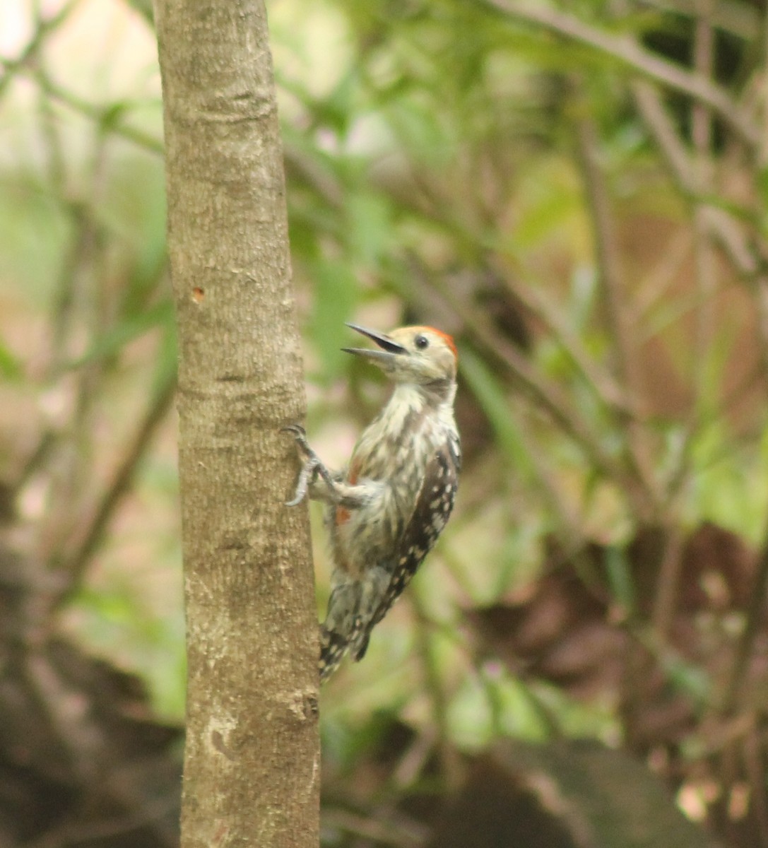 Yellow-crowned Woodpecker - ML619866649
