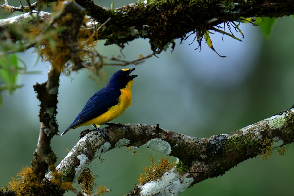 Yellow-throated Euphonia - Jason hs