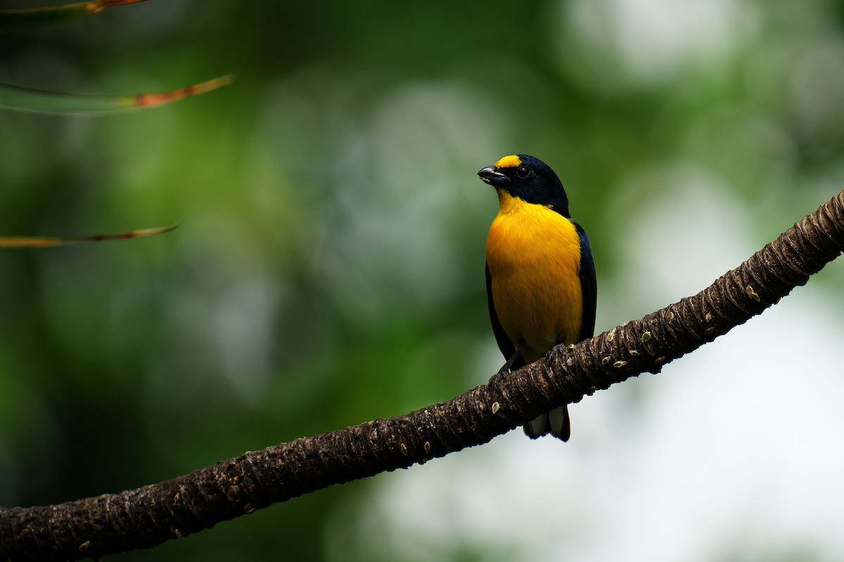 Yellow-throated Euphonia - ML619866659