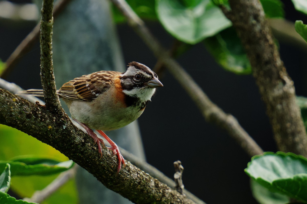 Rufous-collared Sparrow - ML619866661