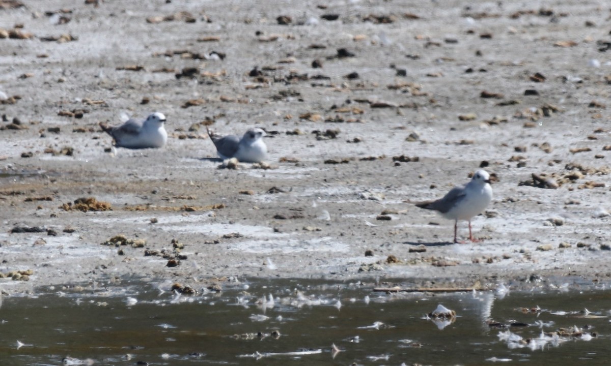 Mouette de Bonaparte - ML619866666