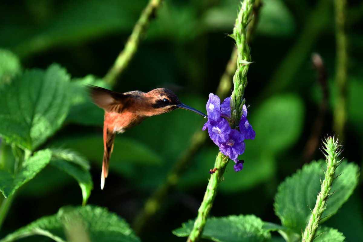 kolibřík proužkohrdlý - ML619866677