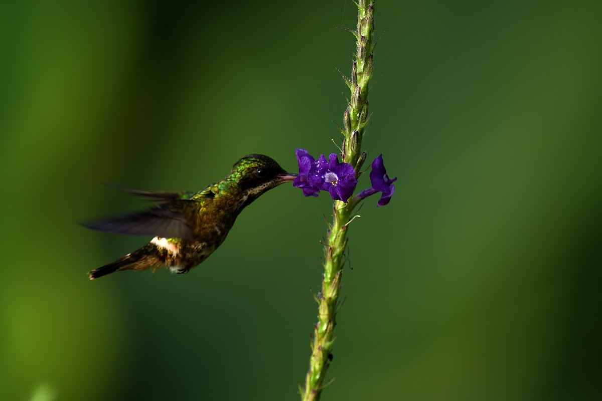 Black-crested Coquette - ML619866679