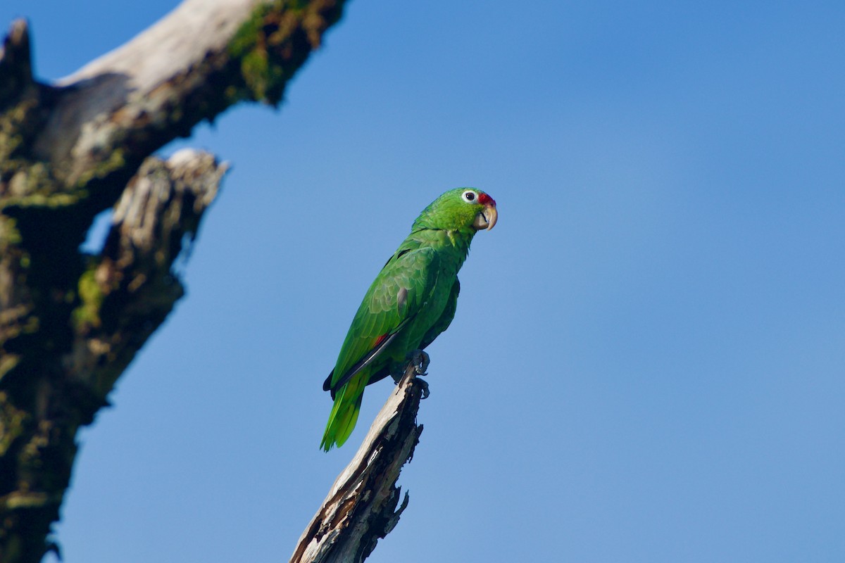 Red-lored Parrot - ML619866682