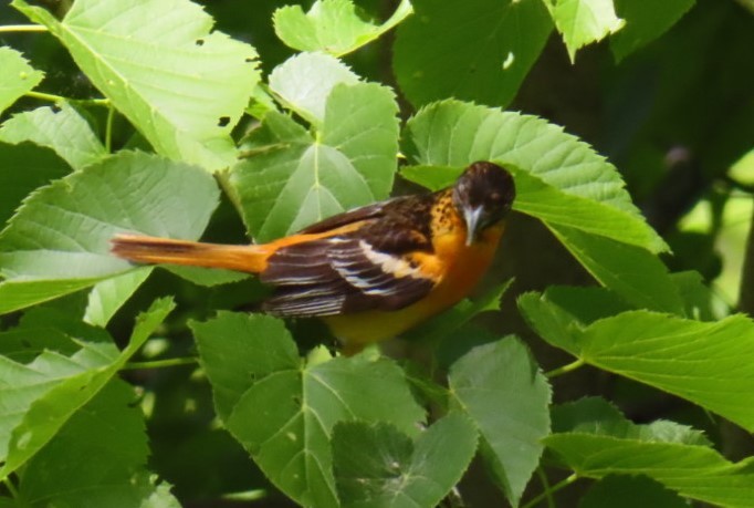 Oriole de Baltimore - ML619866687