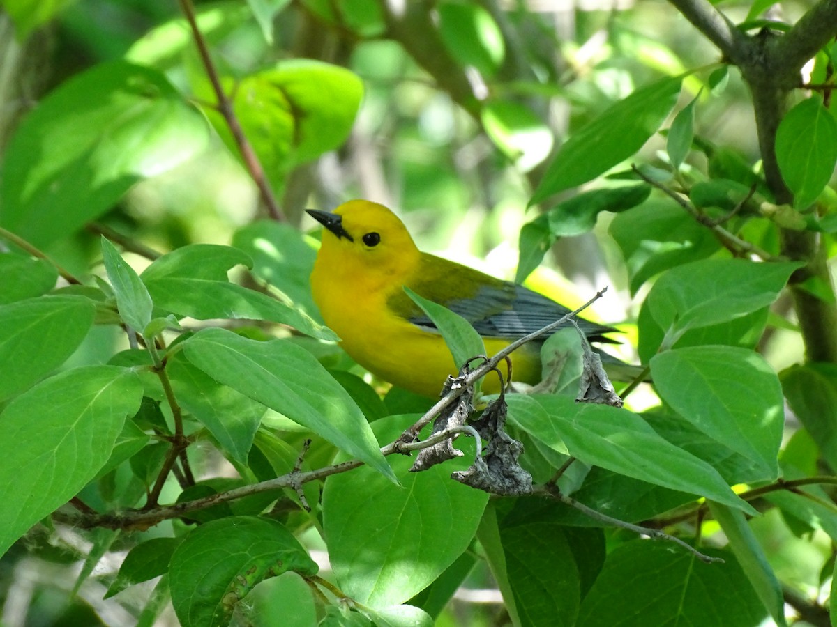 Prothonotary Warbler - ML619866690