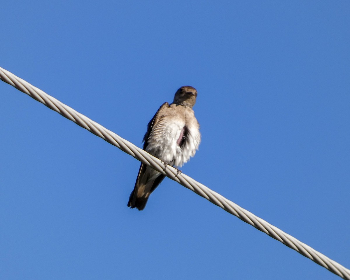 Northern Rough-winged Swallow - ML619866705