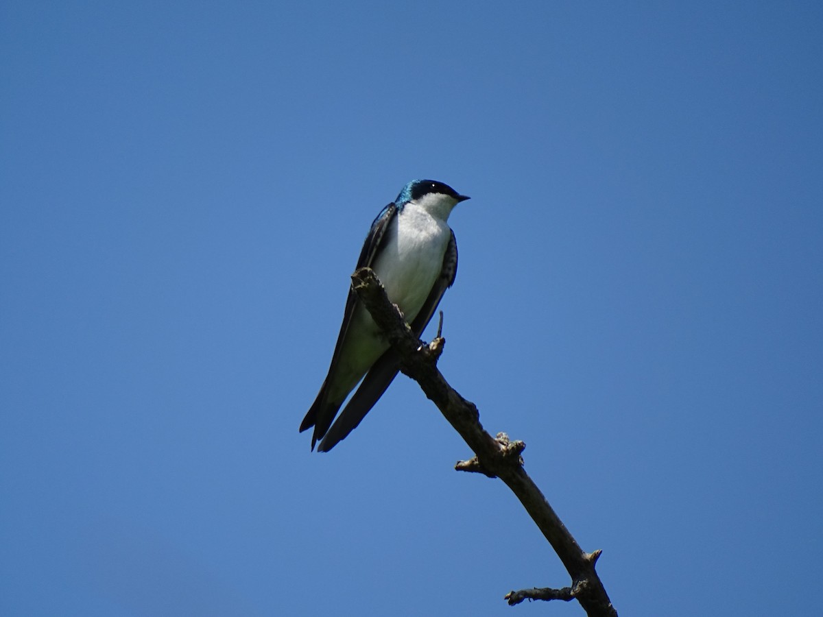 Tree Swallow - ML619866707