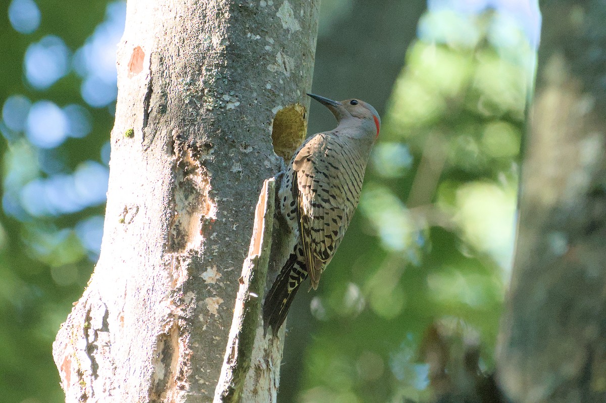 Northern Flicker - ML619866710