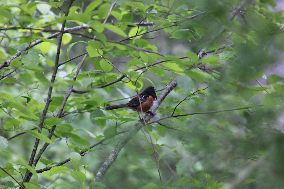 Spotted Towhee - ML619866726