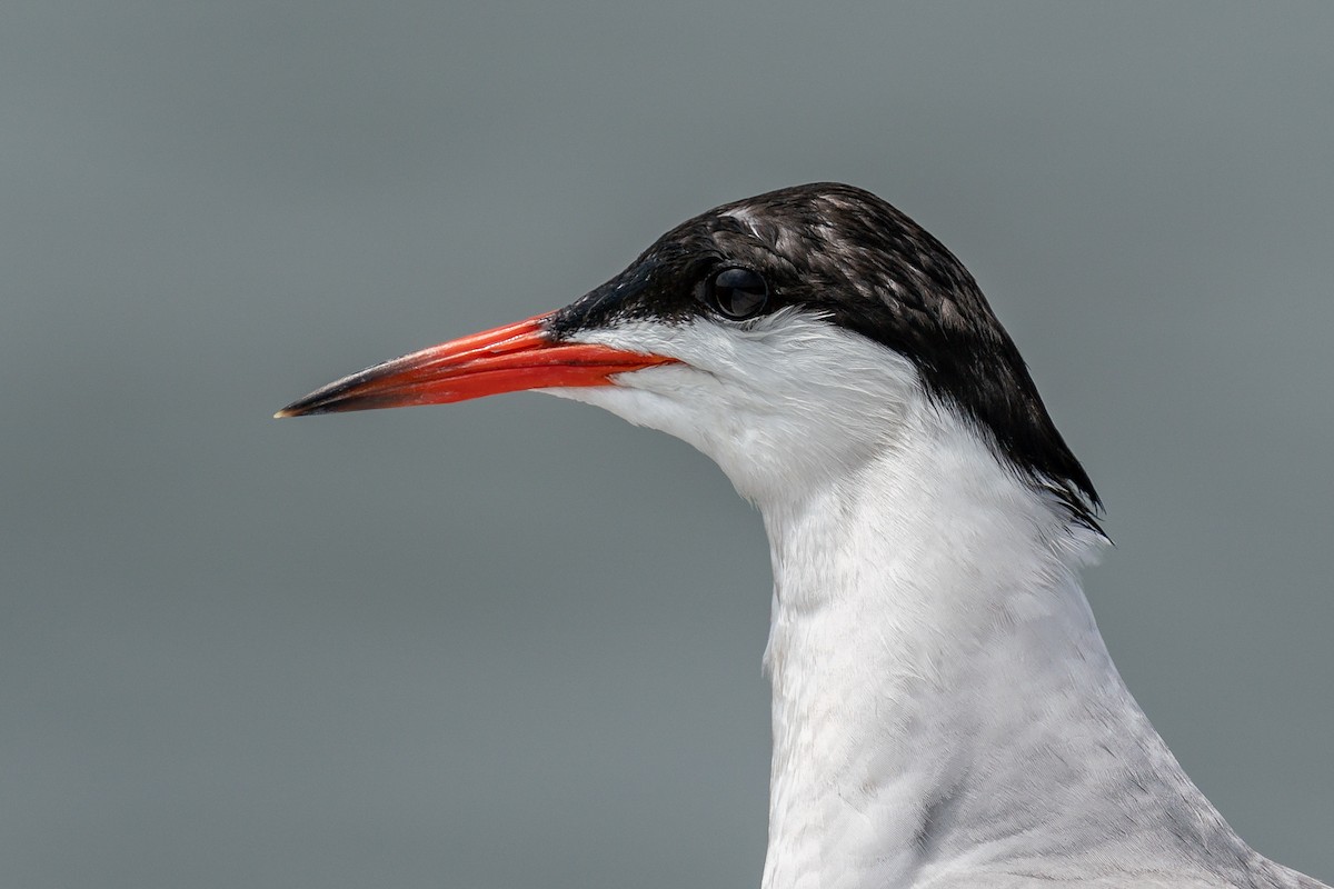 Common Tern - ML619866734
