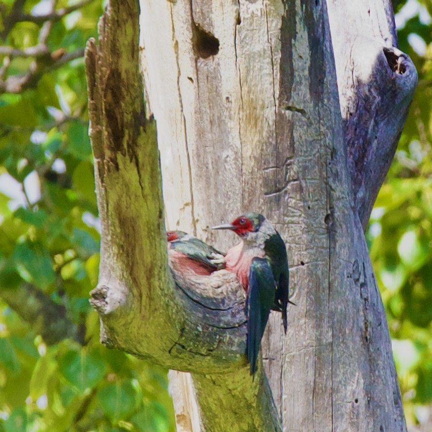 Lewis's Woodpecker - ML619866740