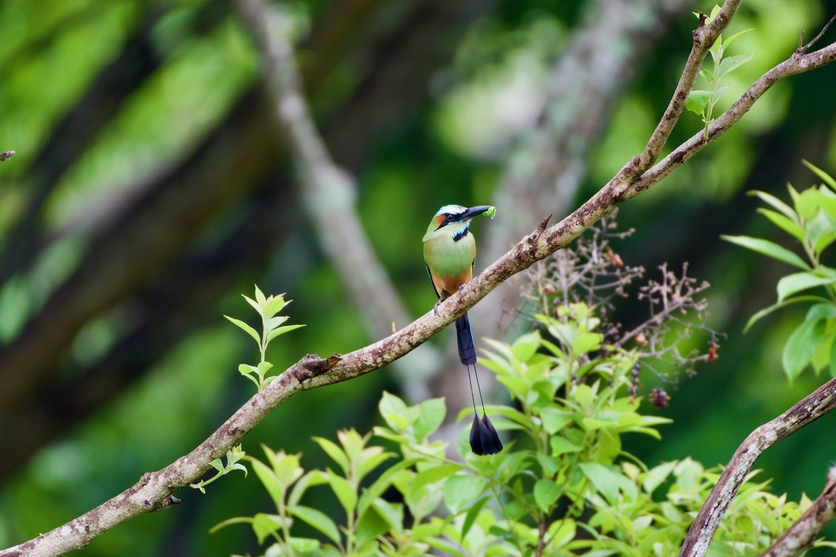 Turquoise-browed Motmot - ML619866748