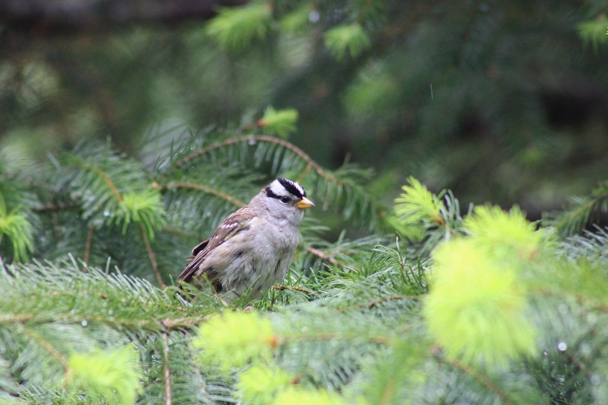 White-crowned Sparrow - ML619866750