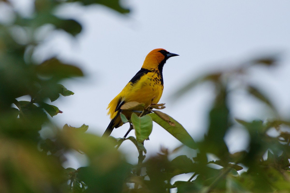 Spot-breasted Oriole - ML619866753