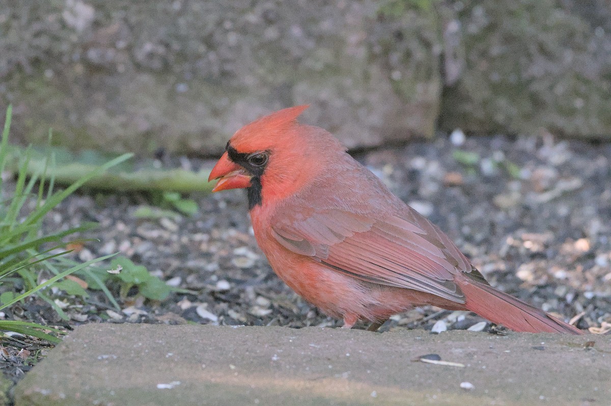 Cardinal rouge - ML619866754