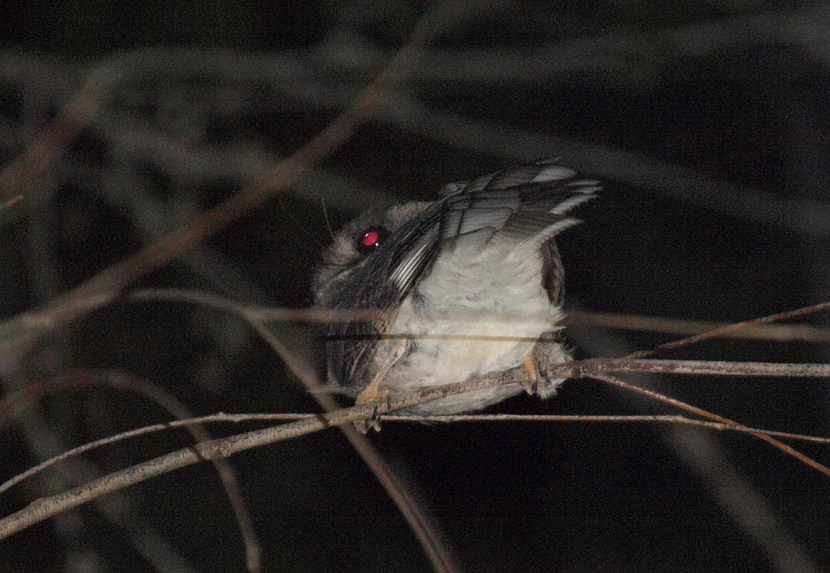 Australian Owlet-nightjar - ML619866768