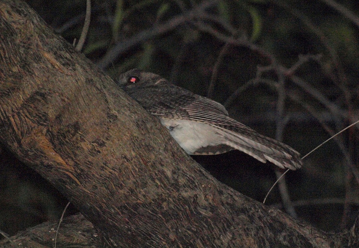 Australian Owlet-nightjar - ML619866775