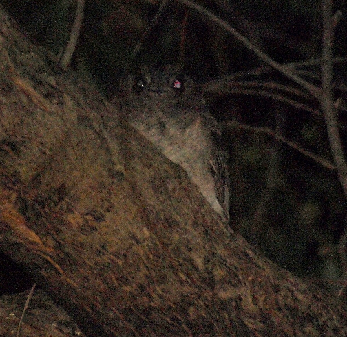 Australian Owlet-nightjar - ML619866777