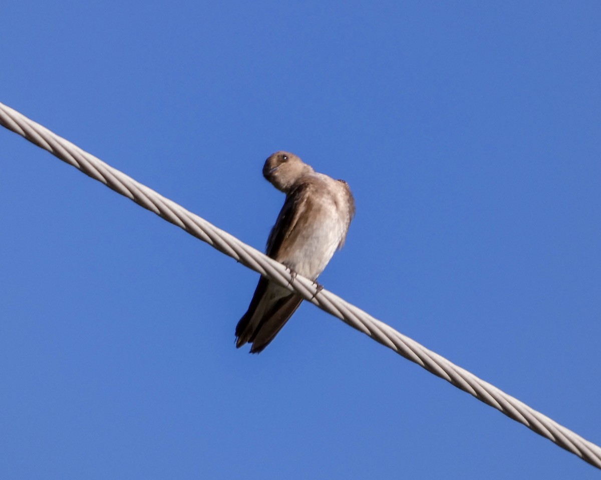 Northern Rough-winged Swallow - ML619866784