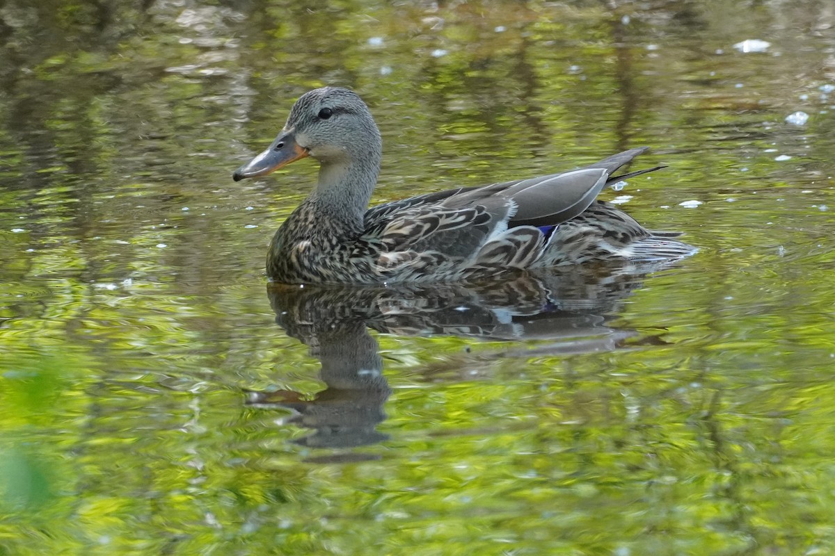 Mallard - ML619866793