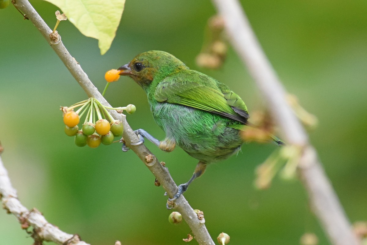 Bay-headed Tanager - ML619866797
