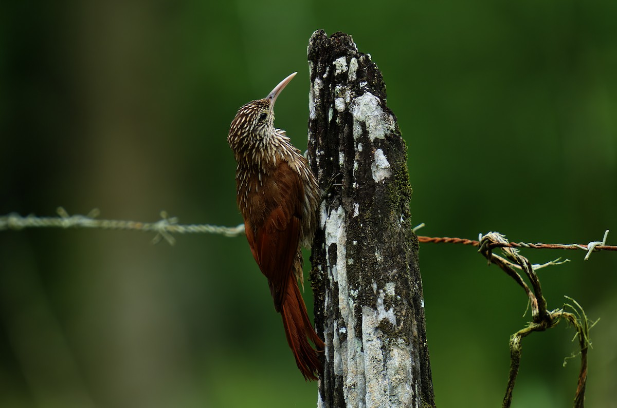 Streak-headed Woodcreeper - ML619866807