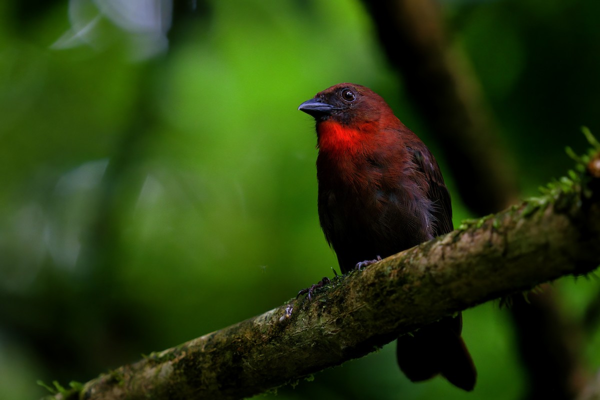 Red-throated Ant-Tanager - Jason hs