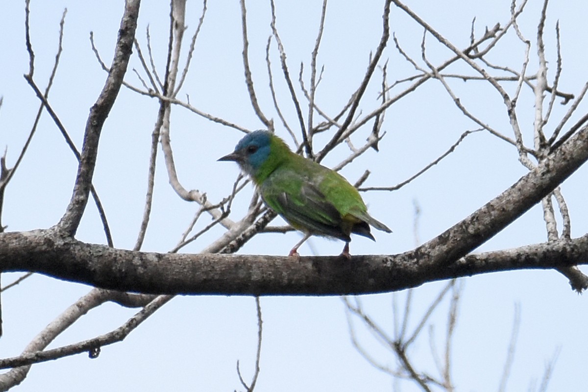 Blue Dacnis - ML619866817