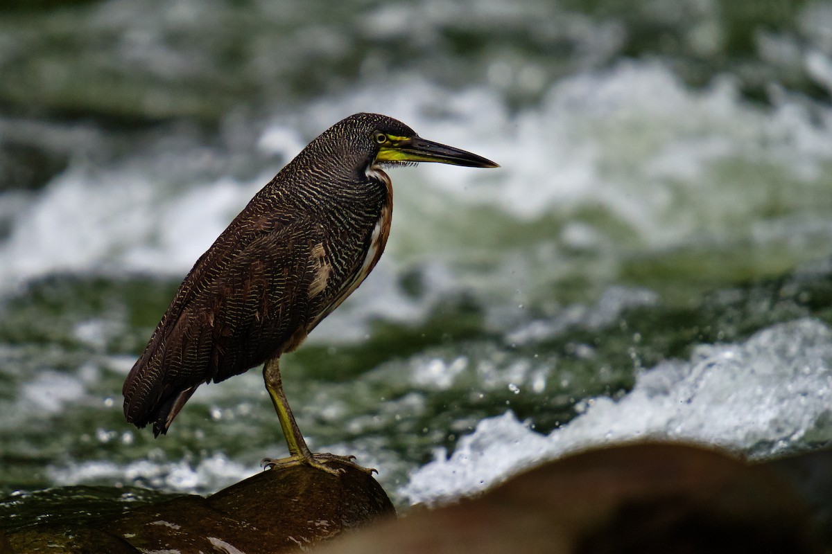 Bare-throated Tiger-Heron - ML619866818