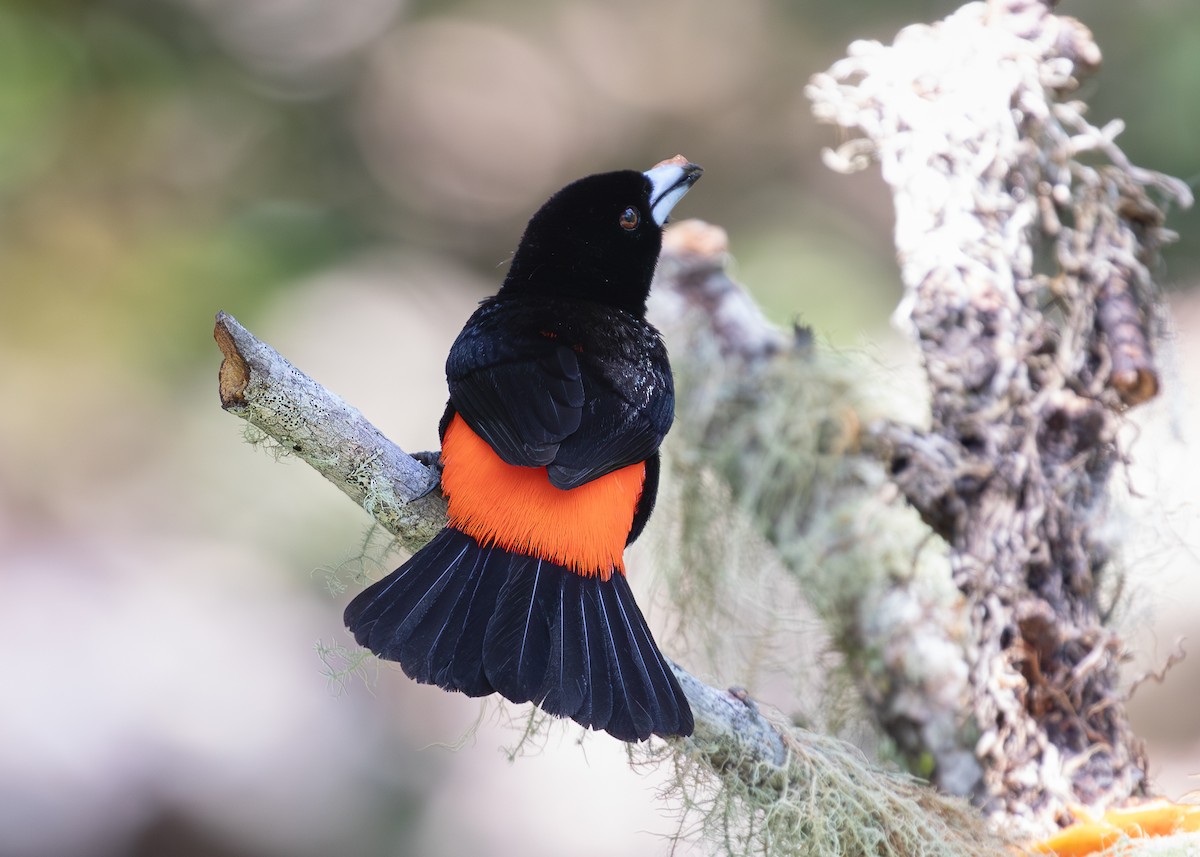 Scarlet-rumped Tanager - ML619866820