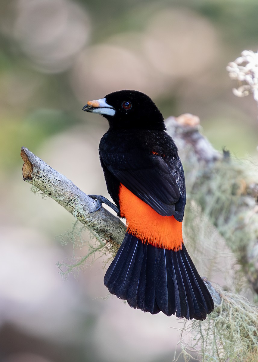 Scarlet-rumped Tanager - ML619866821