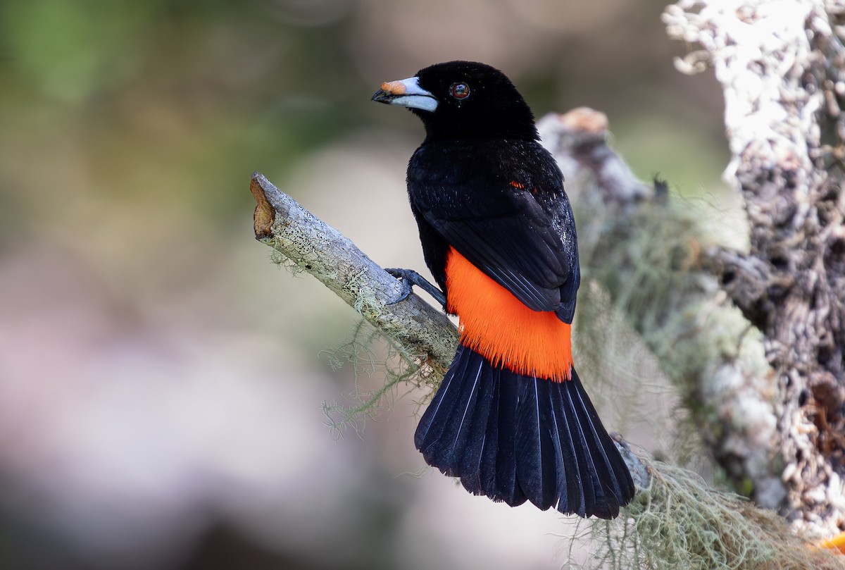 Scarlet-rumped Tanager - ML619866822
