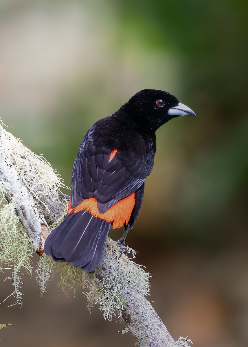 Scarlet-rumped Tanager - ML619866823
