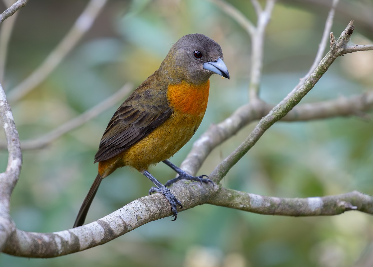 Scarlet-rumped Tanager - ML619866825