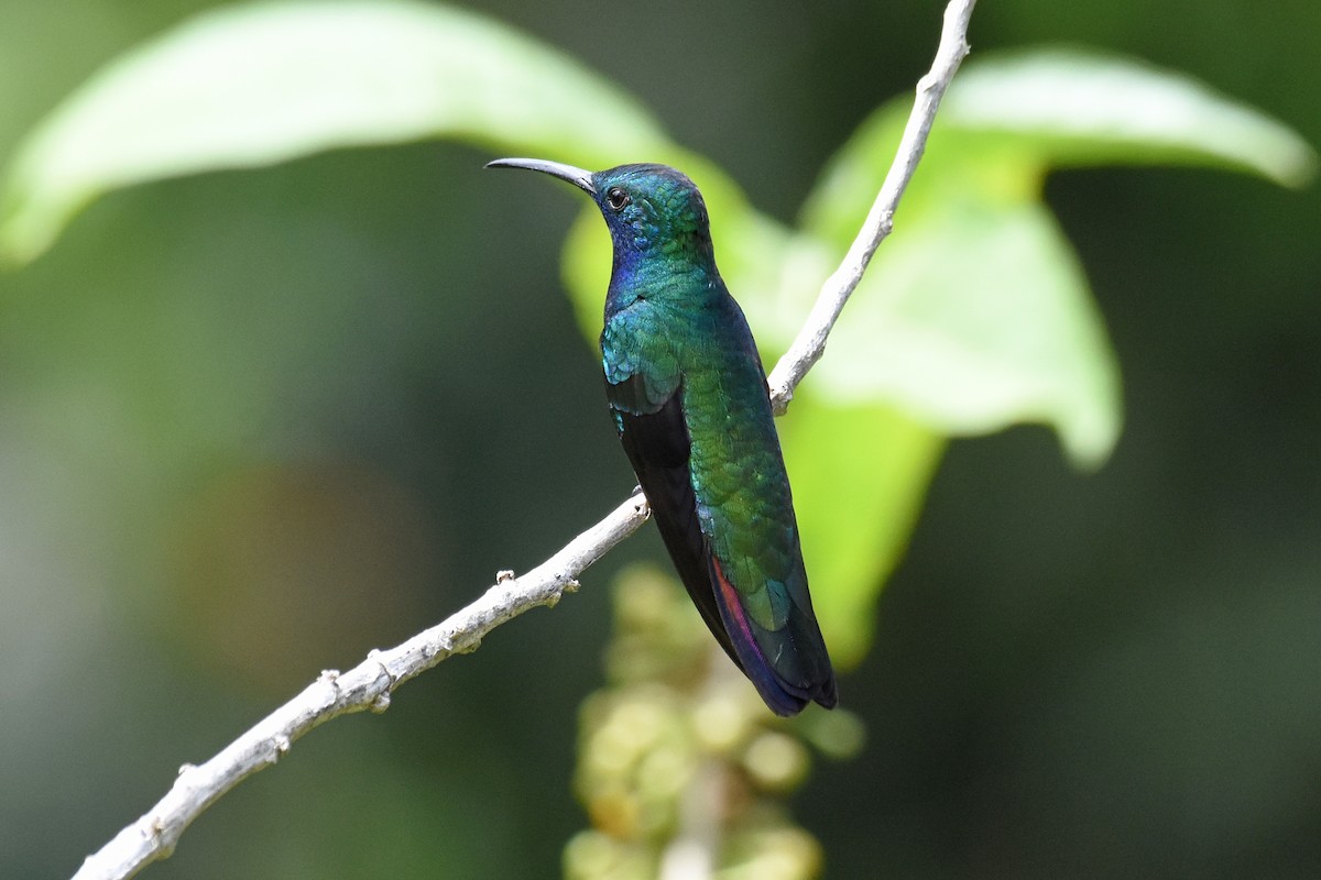 kolibřík tropický - ML619866829
