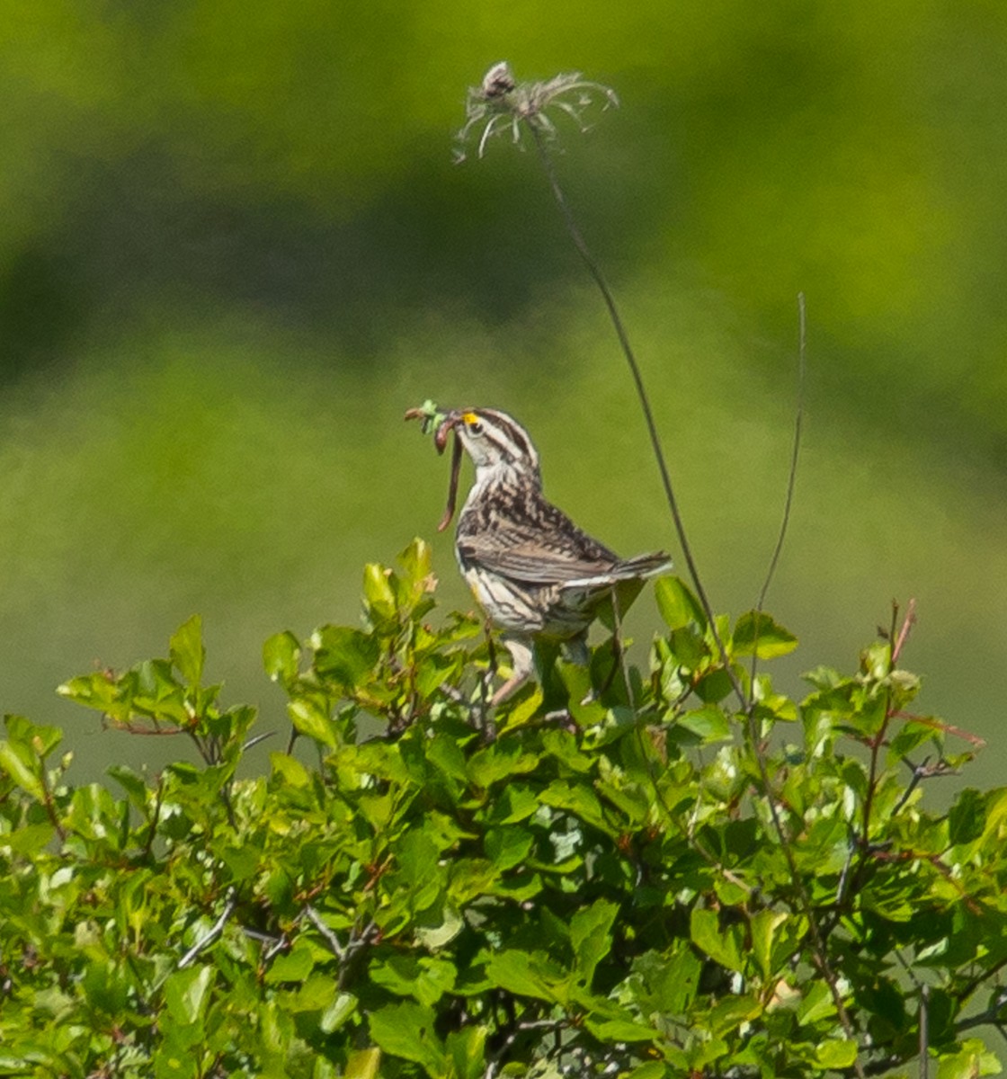 Eastern Meadowlark - ML619866830