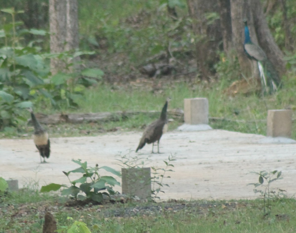 Indian Peafowl - Madhavi Babtiwale