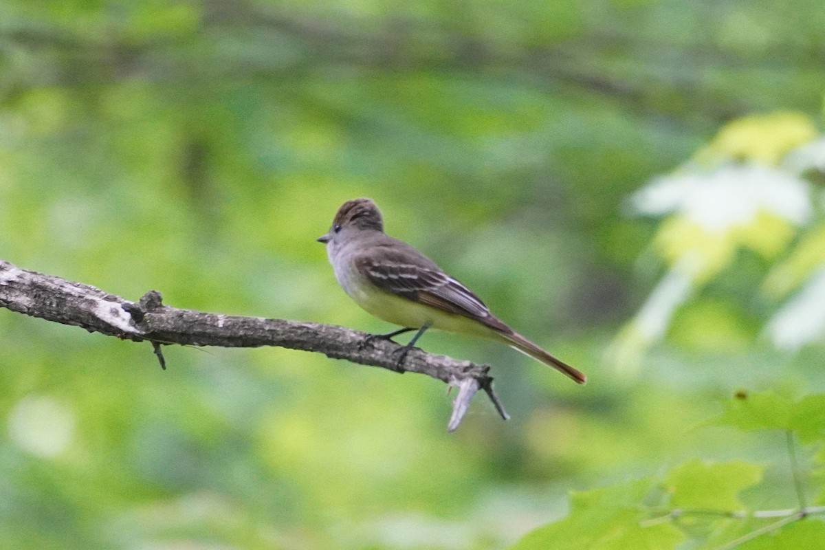 Great Crested Flycatcher - ML619866855