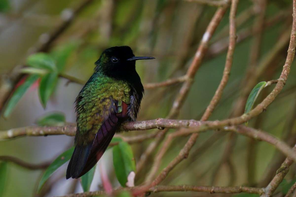kolibřík kostarický - ML619866862