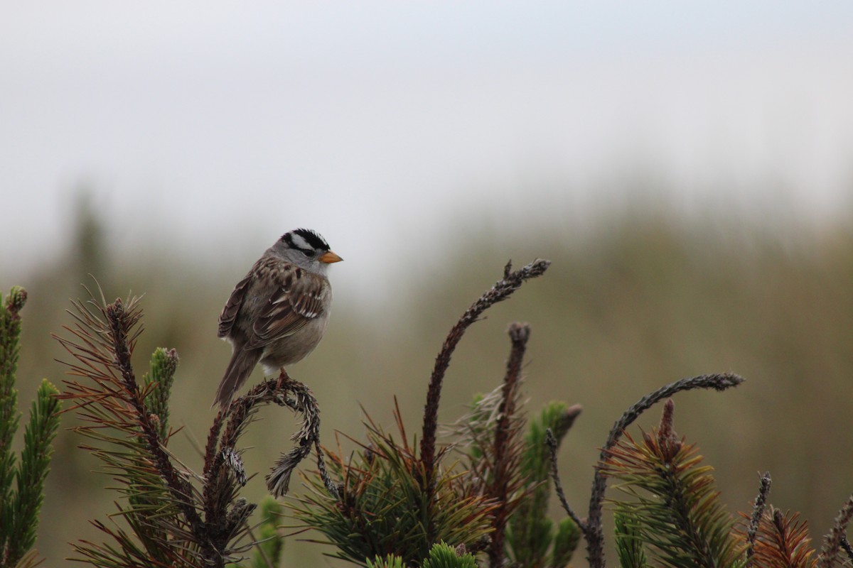 White-crowned Sparrow - ML619866865
