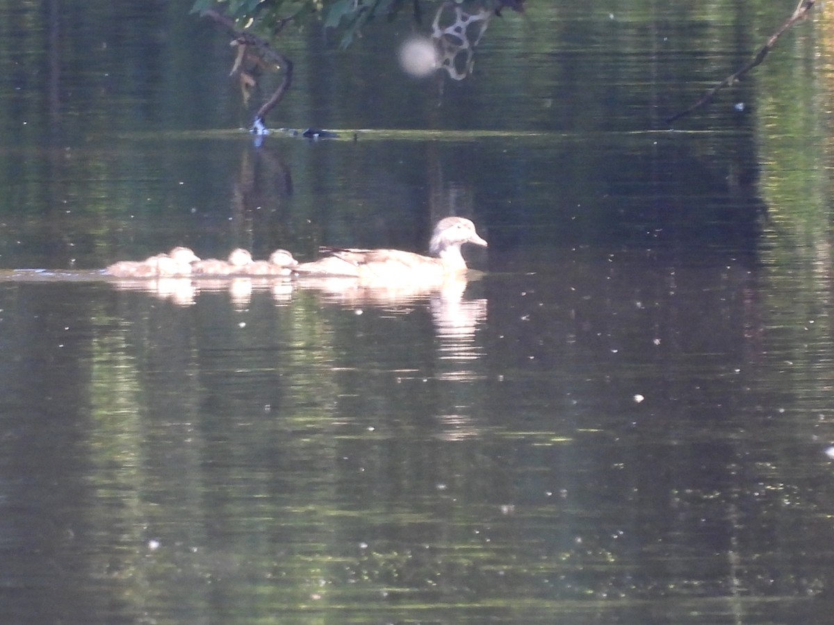 Wood Duck - ML619866866