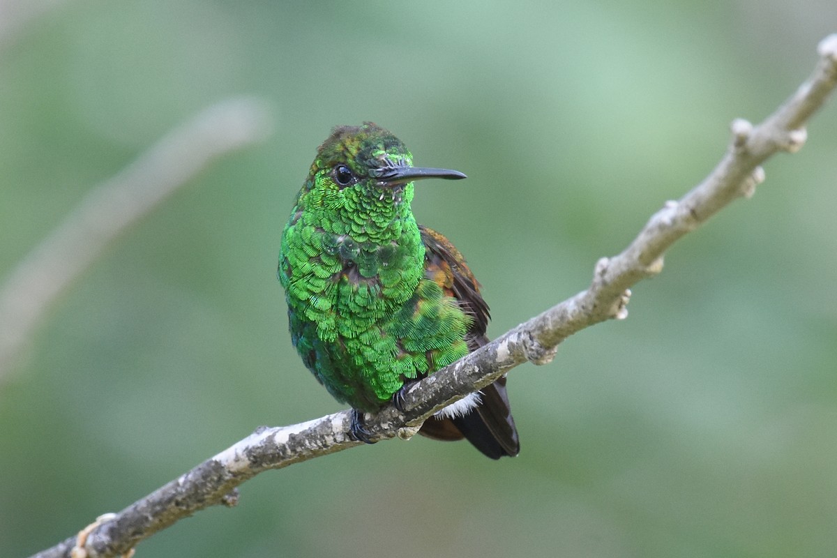 Copper-rumped Hummingbird - ML619866887